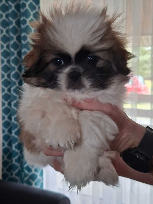 Pekińczyki szczeniaki