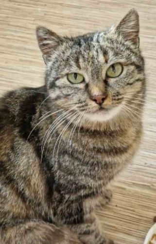 Отдам даром в добрые руки зеленоглазую полосатую кошечку
