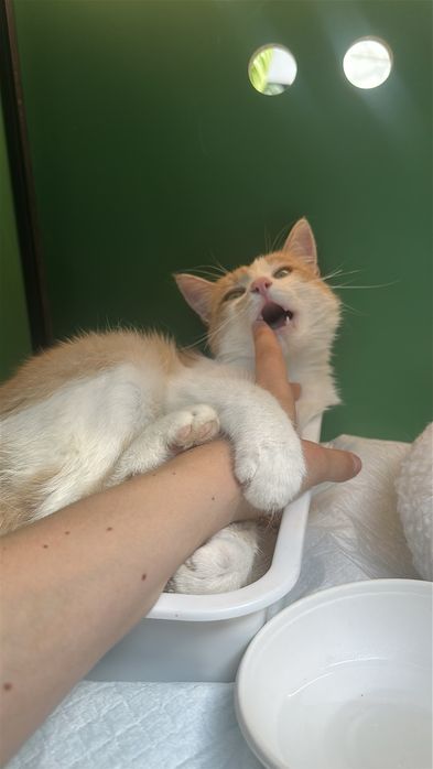Котик рудий білий рижий кіт кошеня 8 місяців