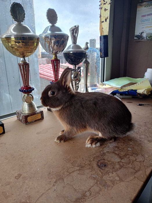 Sprzedam karzełki niderlandzkie podpalane