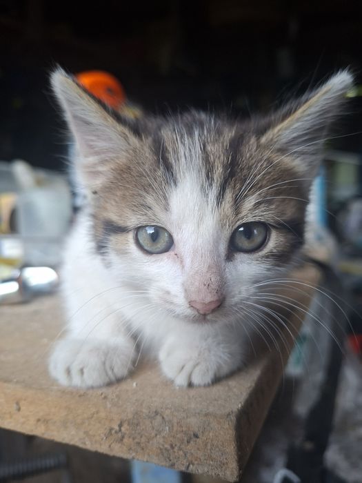 2 czarno białe małe kotki do oddania do adopcji  kocur i kotka