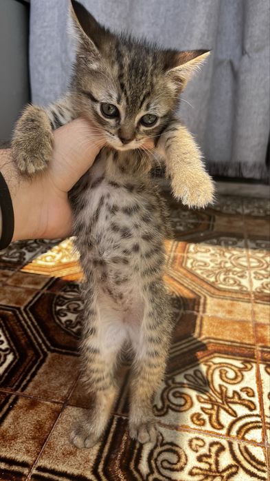 Doação de gatos-
