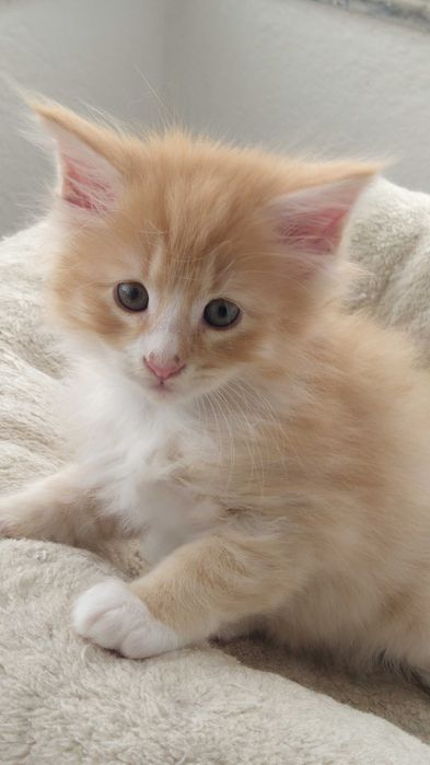 Gatinho Bosques da Noruega