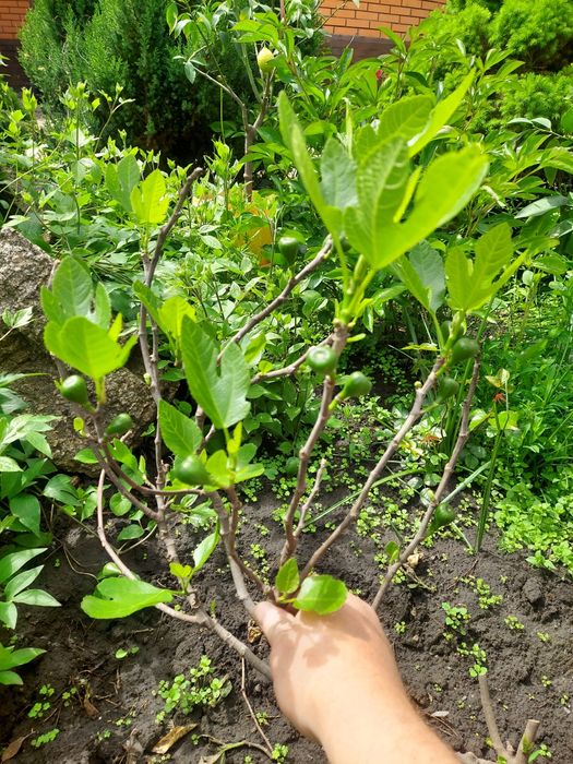 Черенки  инжира   и Гранат