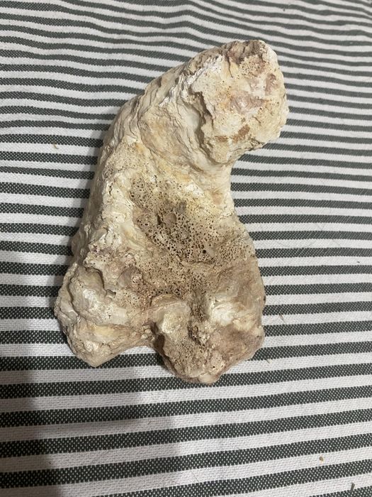 Muszla ostrygi 326 g