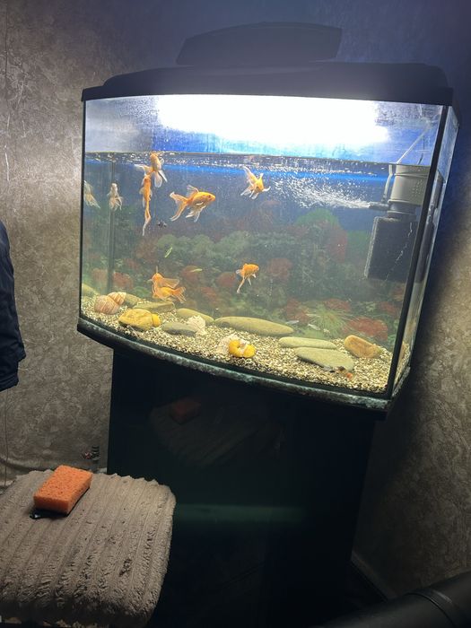 Золоті рибки  в акваріум