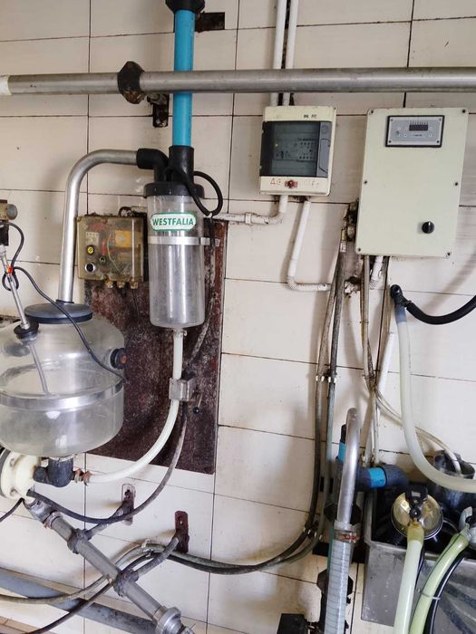 Dojarka przewodowa do mleka Westfalia