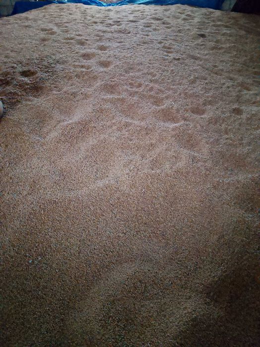 Sprzedam pszenicę i pszenżyto