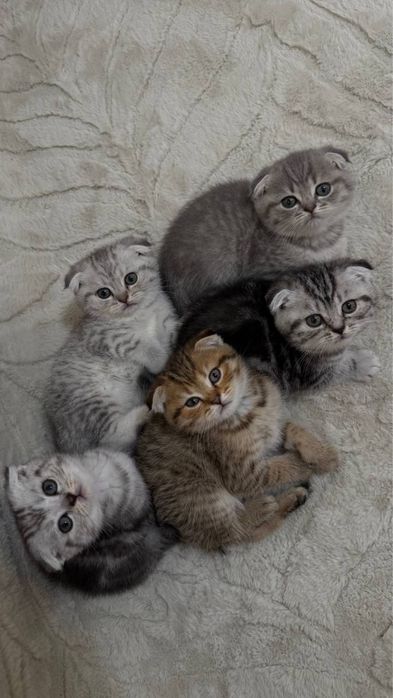 Продаються чистокровні кошенята породи шотландська висловуха шиншила (Scottish Fold)