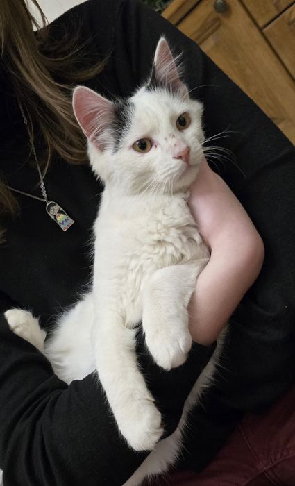 Котик в добрі руки безкоштовно