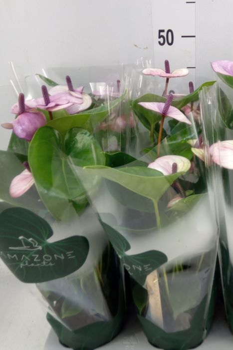 Красунчик Антуріум лагуна