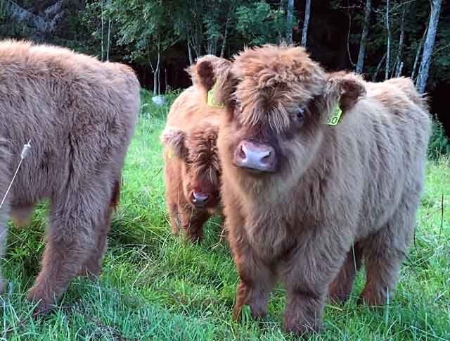 Шотландська корова