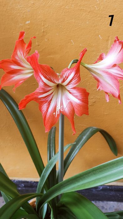 Продам лилию, гиппеаструм. комнатную