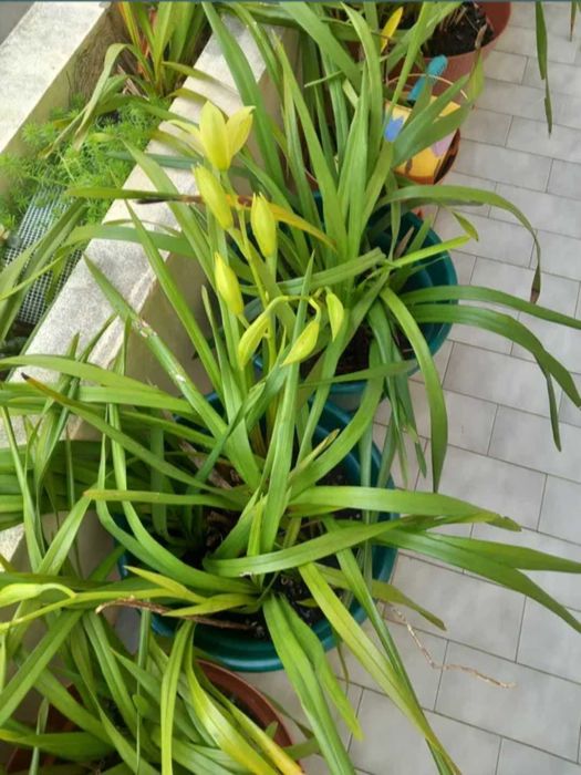 Orquideas amarelas muito resistentes de exterior