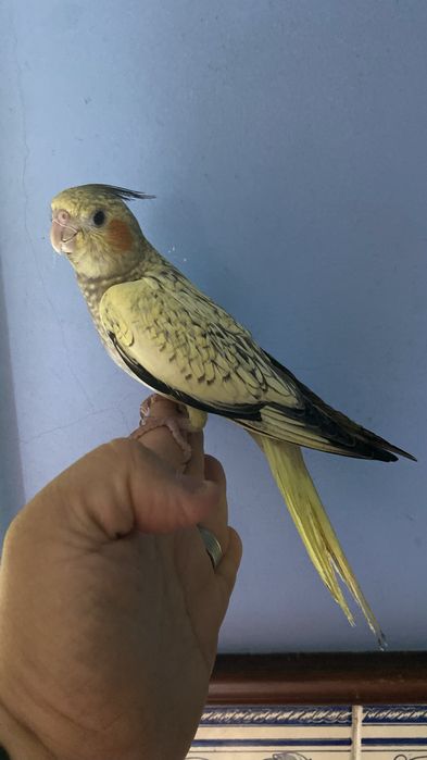 caturra domesticada excional