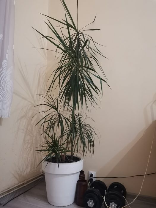 Dracena z donicą od podłogi ponad 180cm