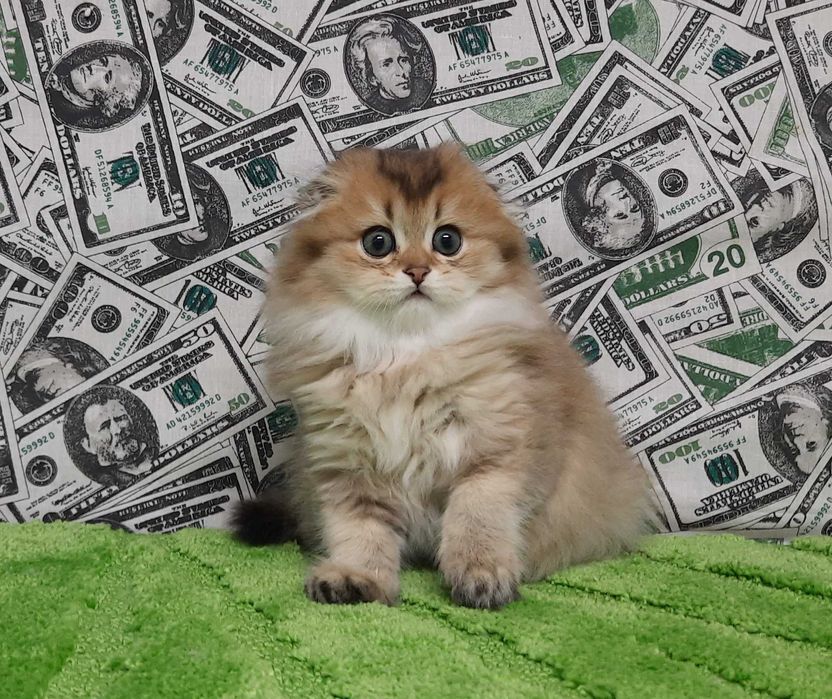 Ксавьєр - Золотий хлопч породи Хайленд фолд