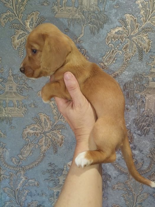 Дівчинка таксочка крем від довгошерстних батьків