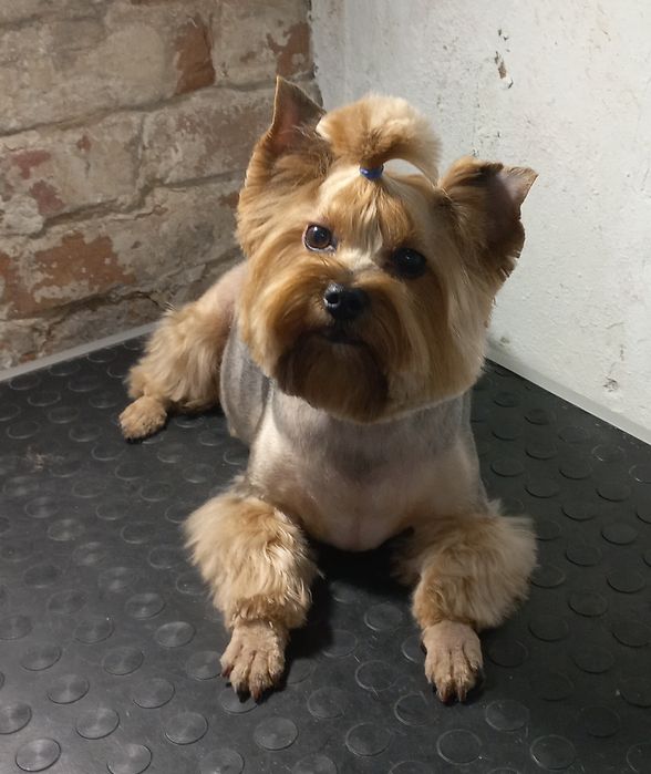 Грумінг собак. Породні стрижки, комплексний догляд.