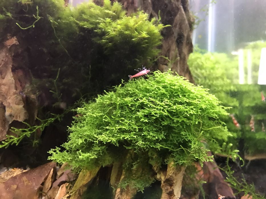 Plantas aquário, musgos e camarões