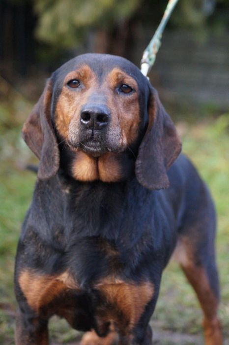 Łagodna, cudowna suczka mix gończy czeka na dom