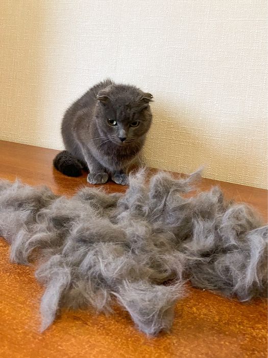 Грумінг стрижка вичісування котів