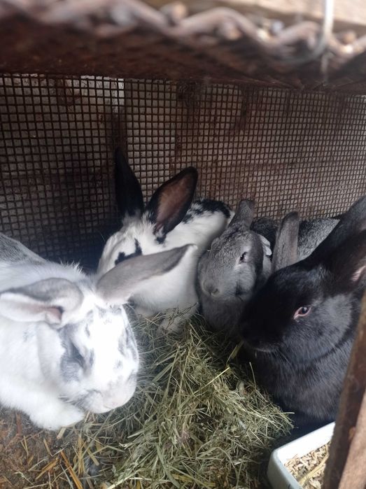 Кролі різного віку