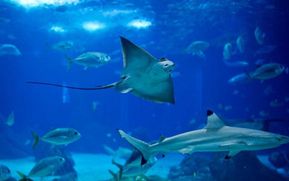 Bilhetes oceanário Lisboa