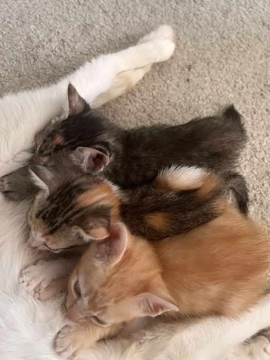 Gatinhos para adopcao