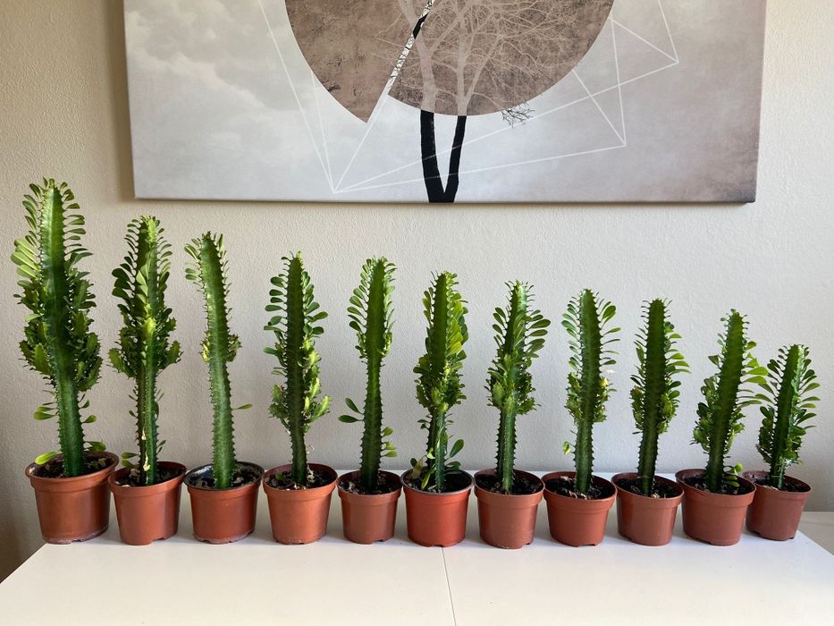 Wilczomlecz trójżebrowy, kaktus, sukulent