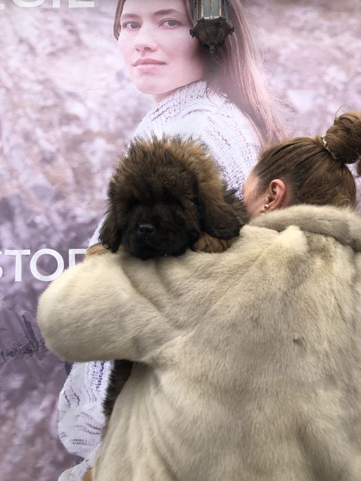 Тибетский мастиф