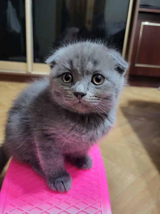 Хлопчик шотландець