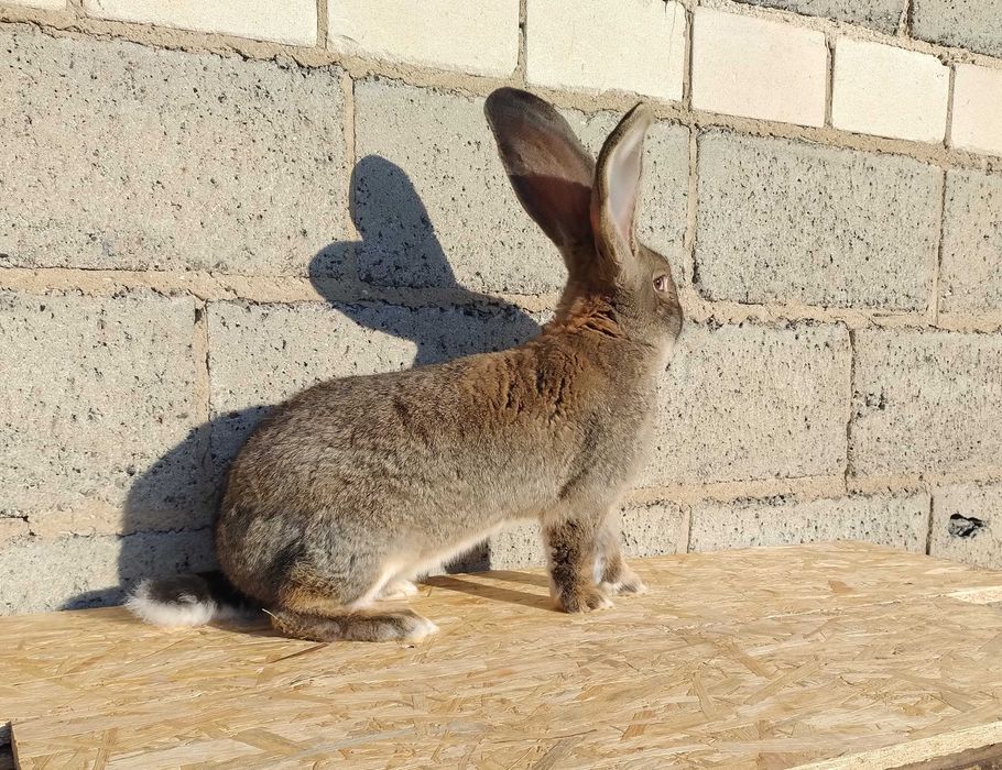 Króliki Olbrzymy belgijskie