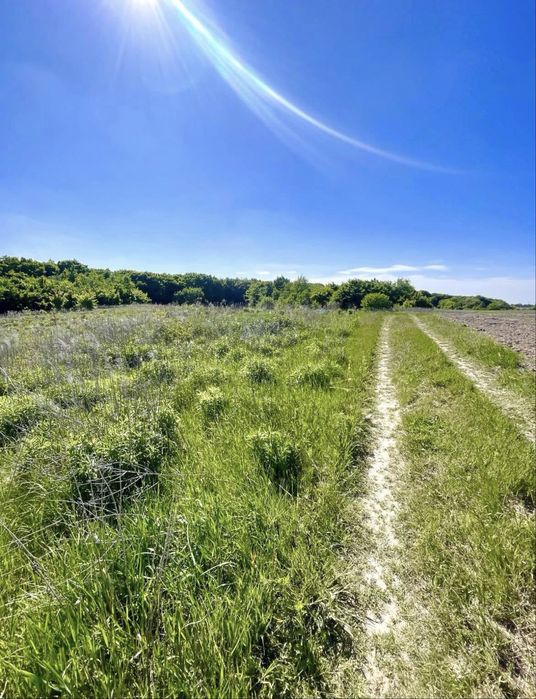 Земельна ділянка с. Колоденка біля лісу