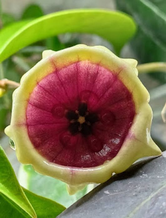 HOYA - Sprzedam/wymienię hoje | prywatna kolekcja