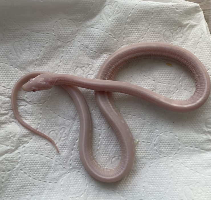Wąż zbożowy Snow Tessera Scaleless samiec