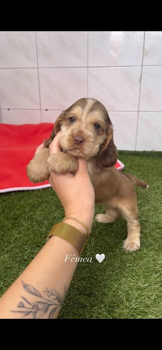 Cocker spaniel inglês fêmea