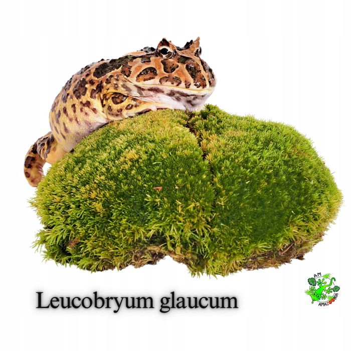 Terrarium Treasure ŻYWY MECH Kulisty Poduszkowy do terrarium 13x13,5x4