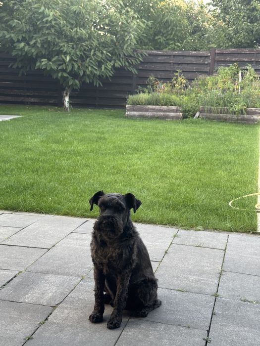 Злучення (вʼязка) хлопчик цвергшнауцер