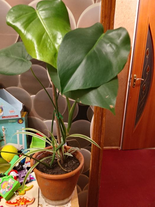 Продам вазони свої