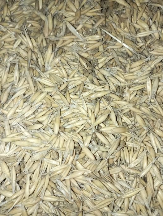 Sprzedam zboże owies