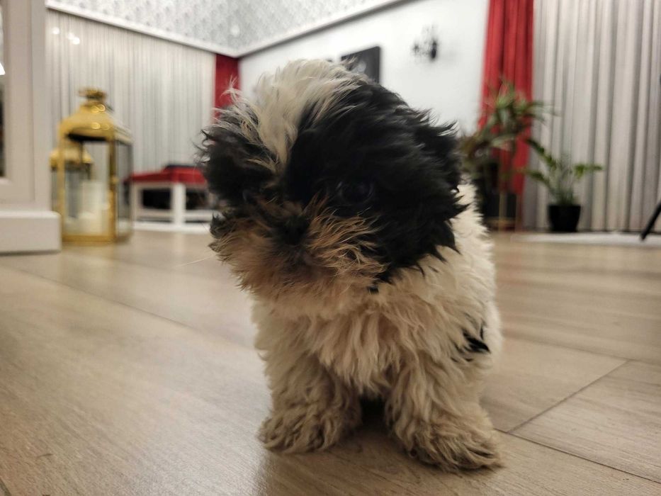 Szczeniaczek Shih Tzu