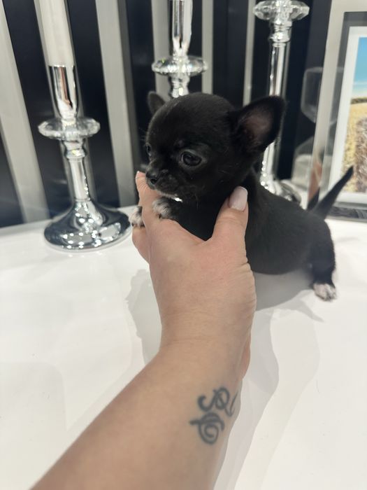 Mini dziewczynka Chihuaha