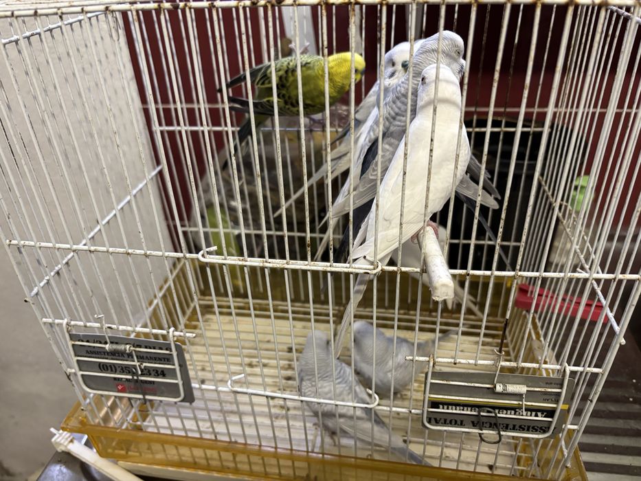 Periquitos australianos