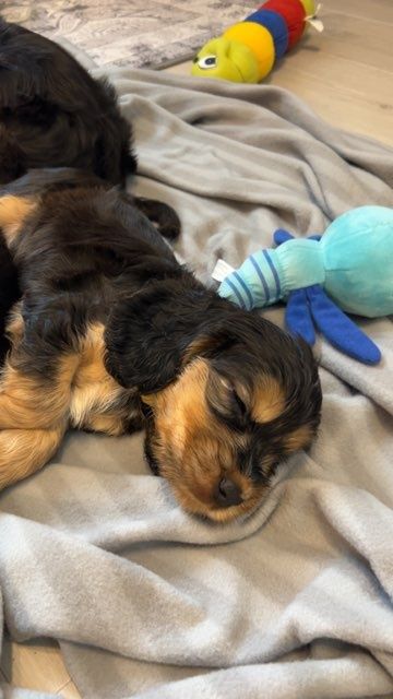 Cocker spaniel angielski