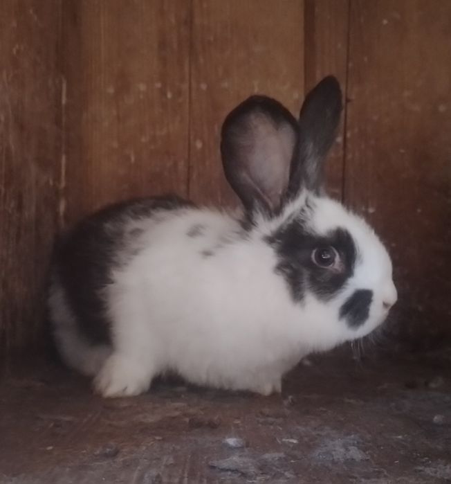 Продаються кролики 2 місяці