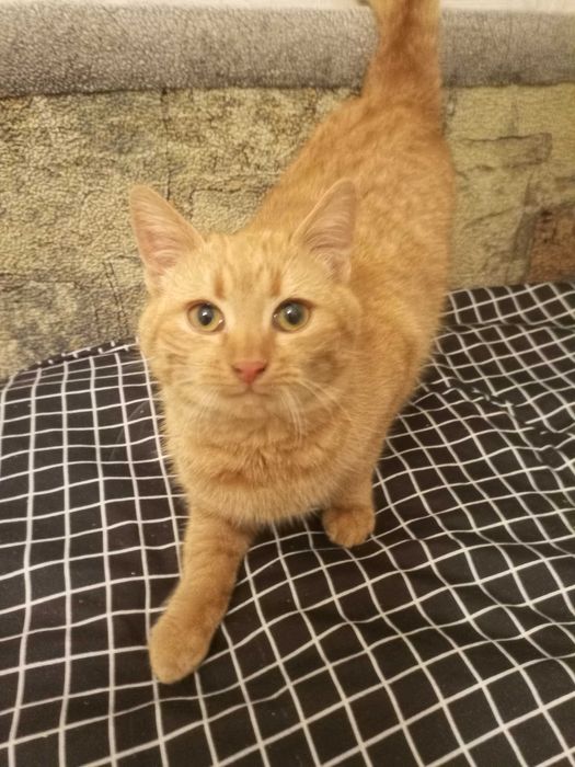 Руденький котик- красунчик, рижик