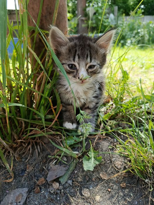 Віддам котиків в гарні руки БЕЗКОШТОВНО