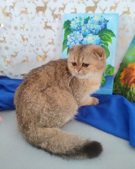 Золотий красунчик шиншила