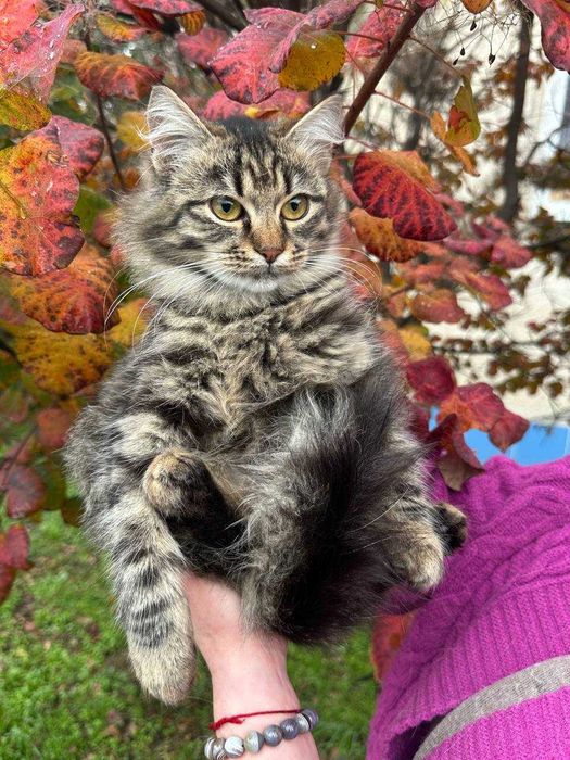 Кошеня, 5 місяців, пухнаста Мавка шукає родину